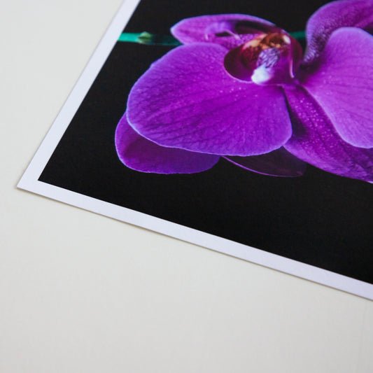 Matte 65 Paper 17"x22" - 20 Sheets